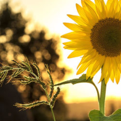 Sunflower Tattoo