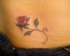 Rosa tatuada na cintura