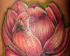 Flor de Lotus