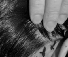 Pequeñas aves detras de la oreja