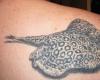 Freshwater stingray from the Family Potamotrygonidae