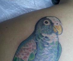 Tatuaje de perico