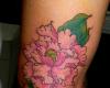 Peonia