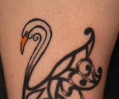 Cisne tribal
