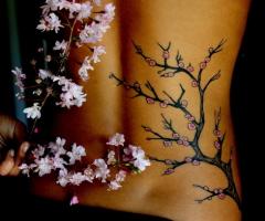 Petals and cherry blossom tree