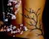 Petals and cherry blossom tree