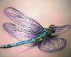 Alguacil insecto tattoo