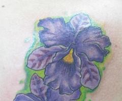 Orquideas full collor