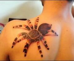 Tarantula
