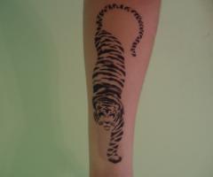 Arm tiger