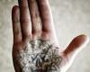 Palm skull tattoo design