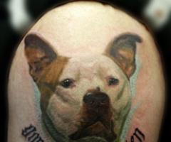 pitbull memorial tattoo