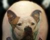 pitbull memorial tattoo