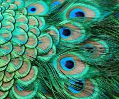plumas real