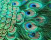 plumas real