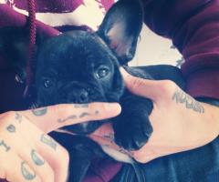 French Bulldog moustache