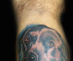 Retrato de perro labrador