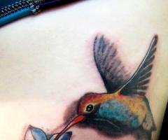 Colibri