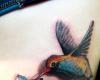 Colibri
