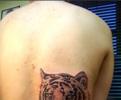 Tigre en espalda