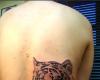 Tigre en espalda