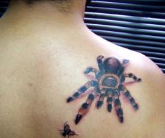 Araña y mosca