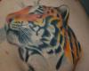 Rostro de tigre de perfil