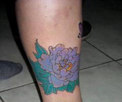 Peonia flor asiática