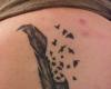 Pluma deshaciendose