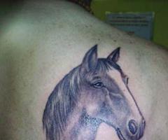 Retrato de cabeza de caballo