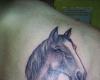 Retrato de cabeza de caballo
