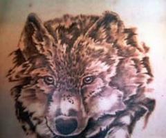 Lobo en plena caceria