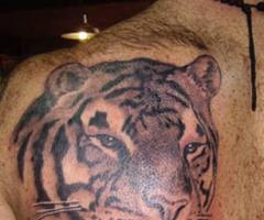 Tigre en la espalda