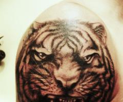Tigre en el hombro