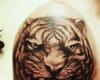 Tigre en el hombro