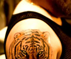 Tatuaje de Tigre en el hombro