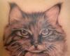 Tatuaje gatuno