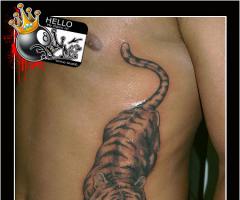 Fotos de Tigres