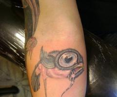Pajaro