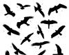 Bird drawing and sketch