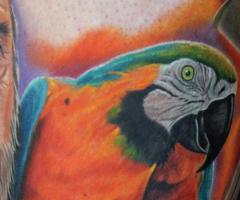Colorful parrots art flash