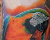 Colorful parrots art flash
