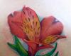 stargazer lily tattoo on back