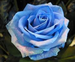 Rose wallpapers for free