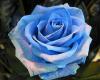 Rose wallpapers for free