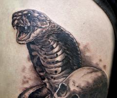 king cobra snake