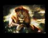 Lion photography