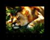 lioness face