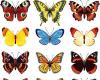 mariposas fotos