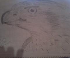 Falcon